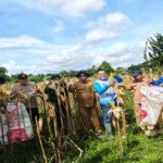 Panen Raya Jagung Hibrida