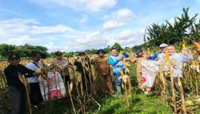 Foto Kegiatan Panen Raya Jagung Hibrida