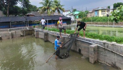 Foto Kegiatan Panen