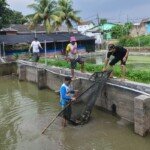 Panen Ikan Nila