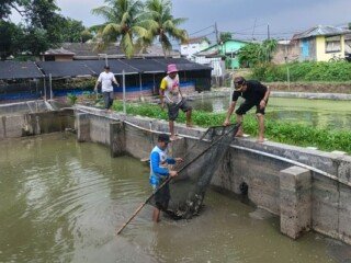 Panen Ikan Nila