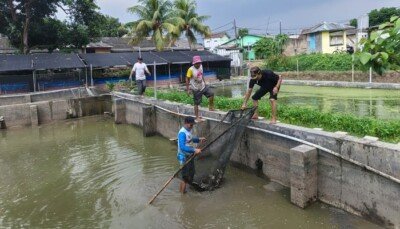 Panen Ikan Nila