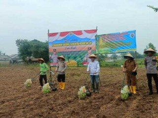 Penanaman Jagung Serentak Kuartal III